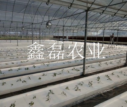 花卉、育苗基地