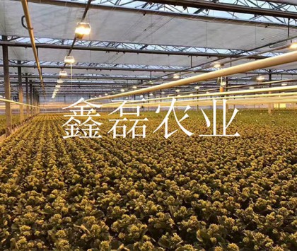 花卉、育苗基地