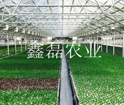 花卉、育苗基地