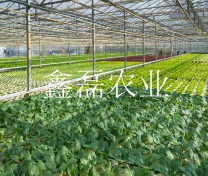 花卉、育苗基地