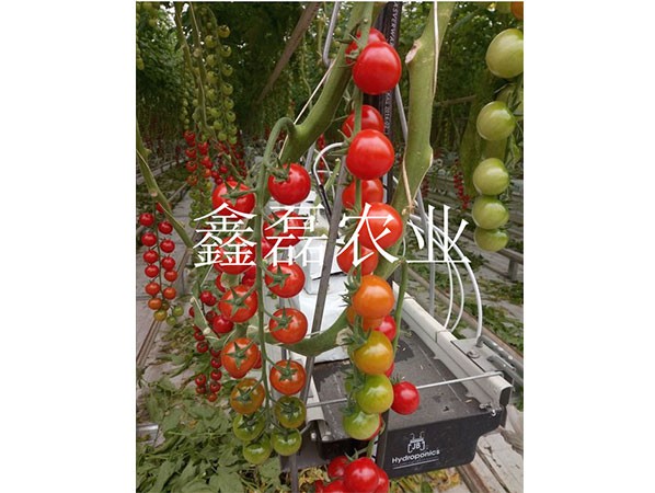 花卉、育苗基地